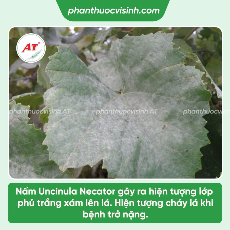 Bệnh phấn trắng nho: Nguyên nhân & Cách phòng ngừa hiệu quả