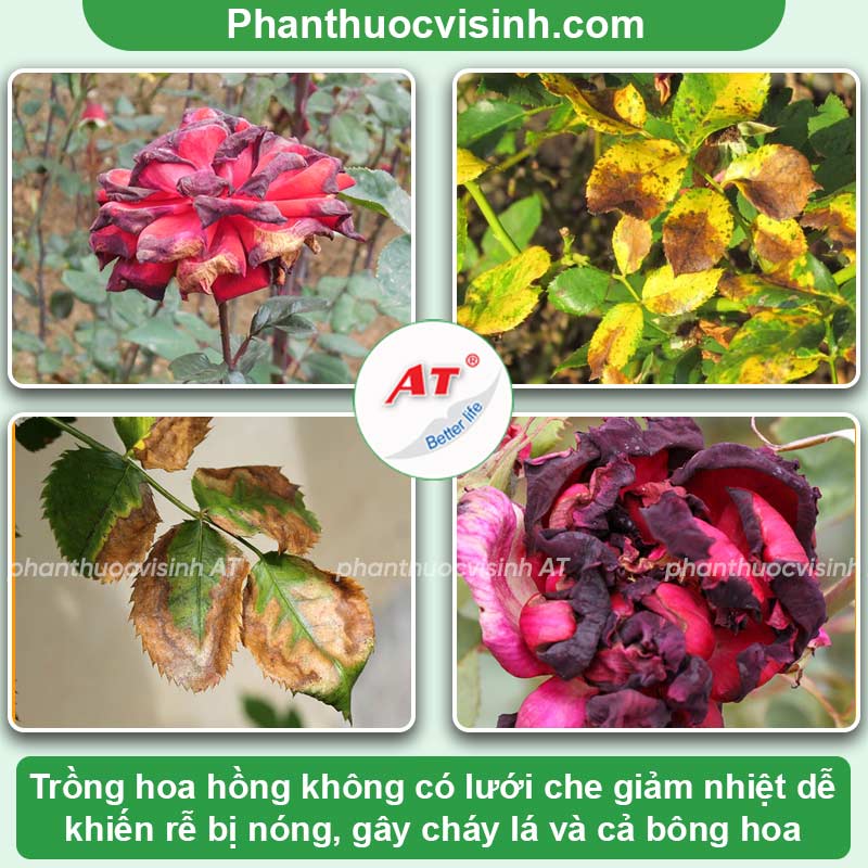 Bệnh cháy lá hoa hồng: Nguyên nhân & Cách điều trị dứt điểm