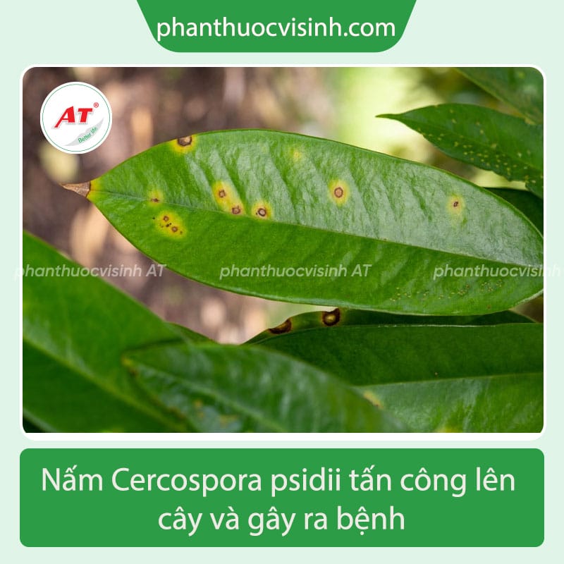 Tìm hiểu về bệnh đốm mắt ếch cây ổi và cách phòng ngừa