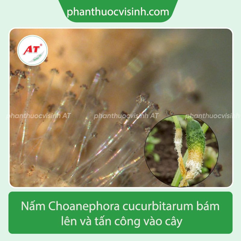 Tìm hiểu bệnh thối đọt non ớt và cách chữa bệnh hiệu quả