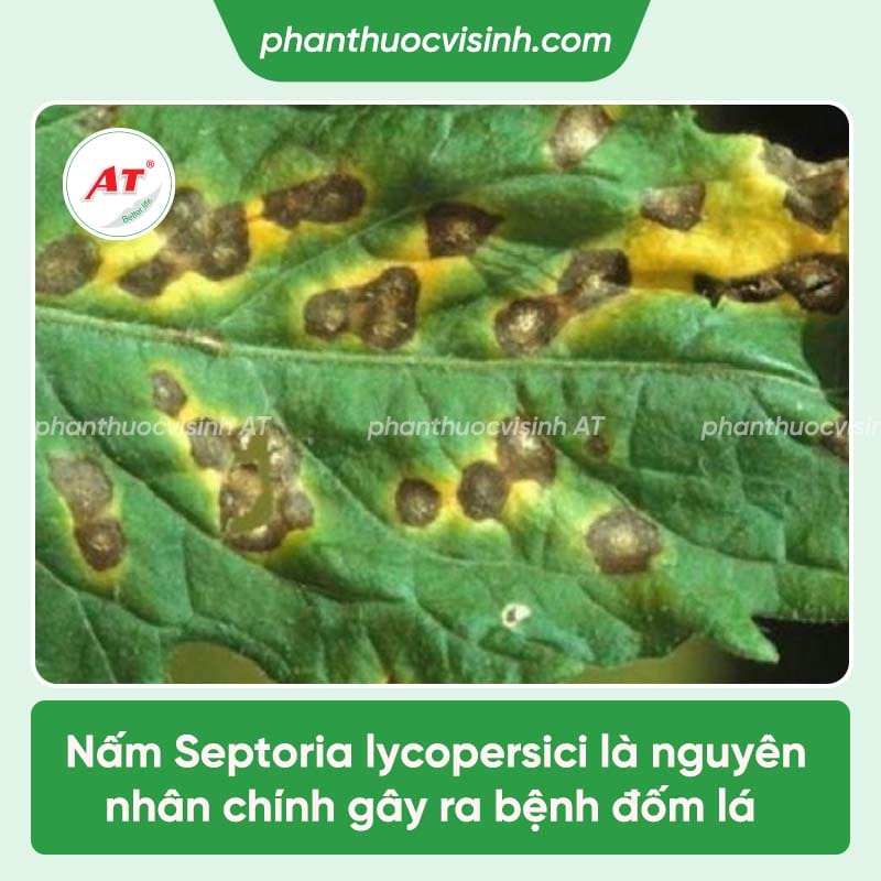 Bệnh đốm lá cà chua: Nguyên nhân và cách phòng trị hiệu quả