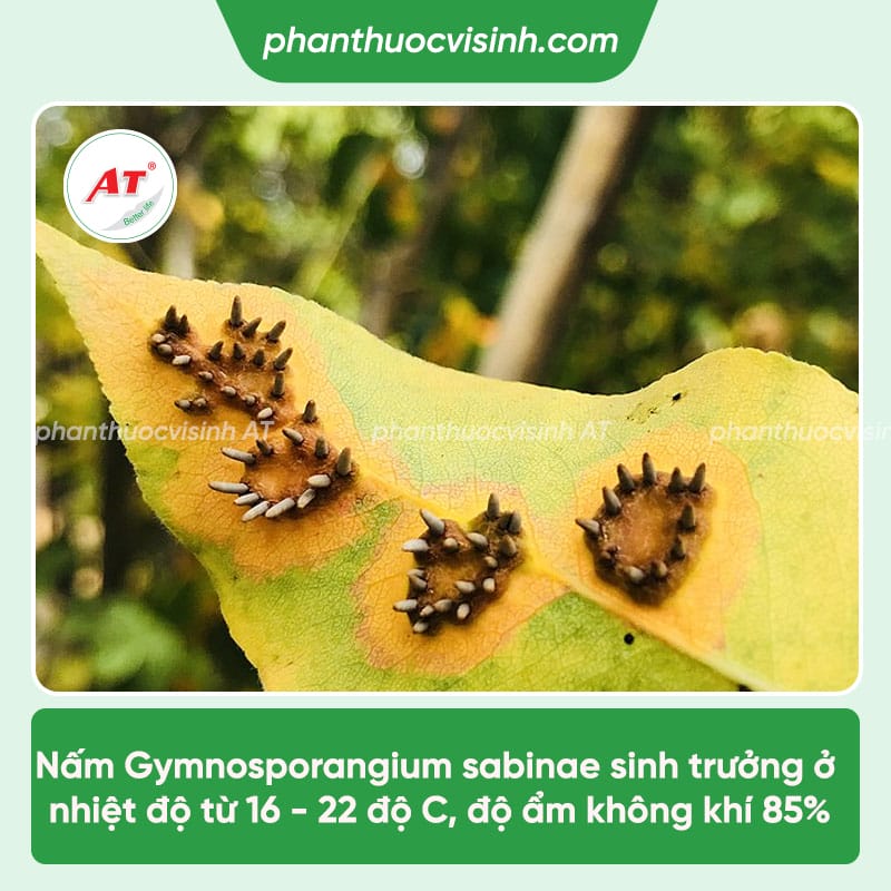 Nhận biết bệnh gỉ sắt cây lê & Cách phòng trừ hiệu quả