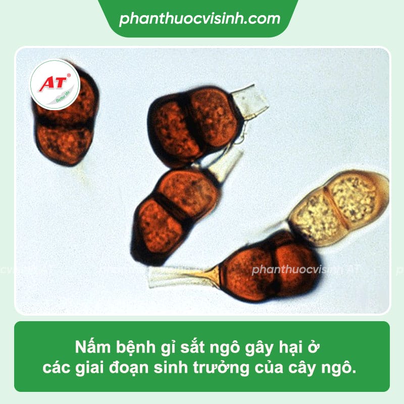 Biện pháp phòng trị bệnh gỉ sắt ngô tận gốc