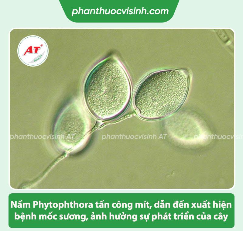 Bệnh mốc sương cây mít và cách phòng trừ, điều trị hiệu quả