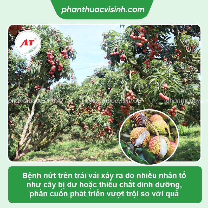 Cách phòng trị bệnh nứt quả vải và nguyên nhân do đâu