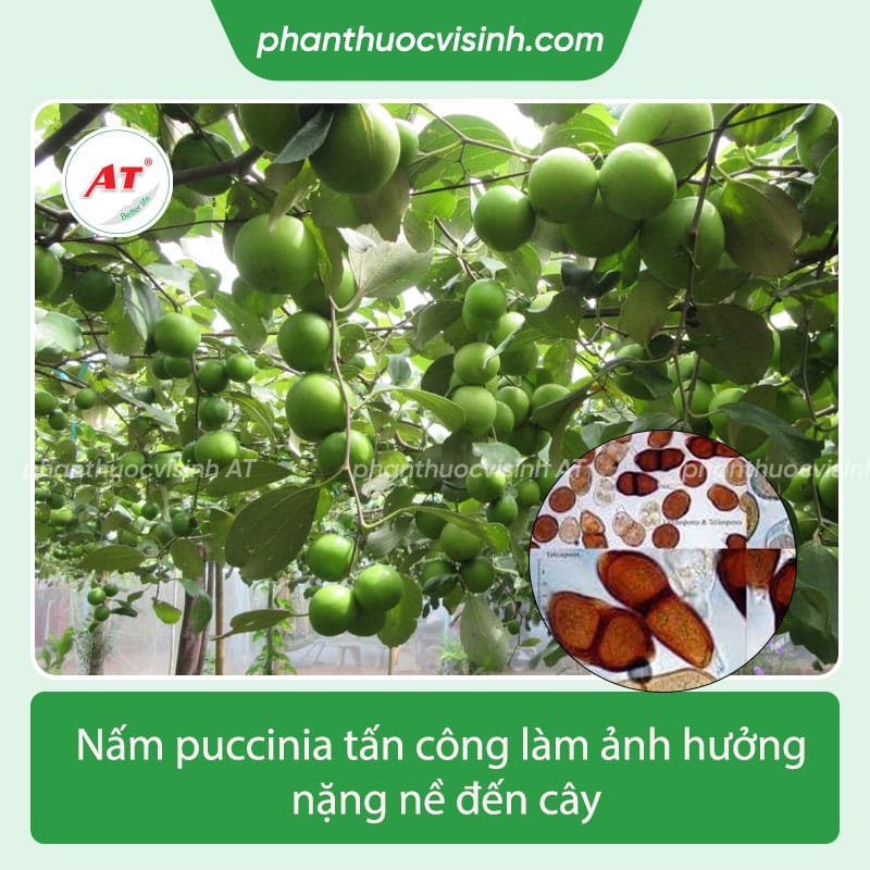 Bệnh rỉ sắt cây táo - cách ngăn ngừa, điều trị hiệu quả