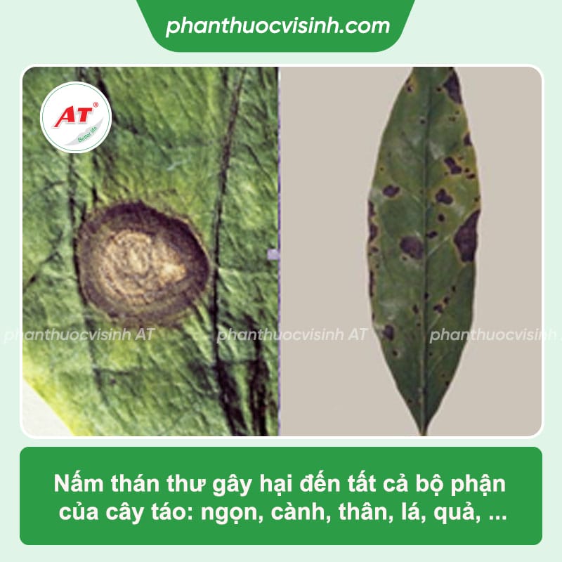 Bệnh thán thư cây táo: Nguyên nhân gây ra và cách trị tận gốc