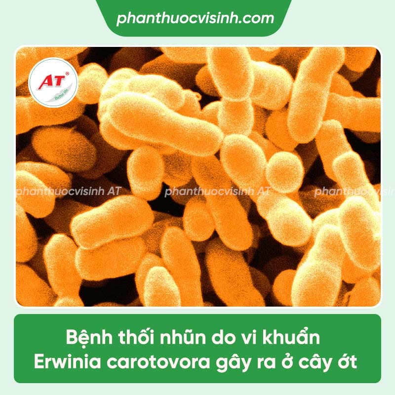 Nguyên nhân bệnh thối nhũn trên cây ớt và cách phòng trị