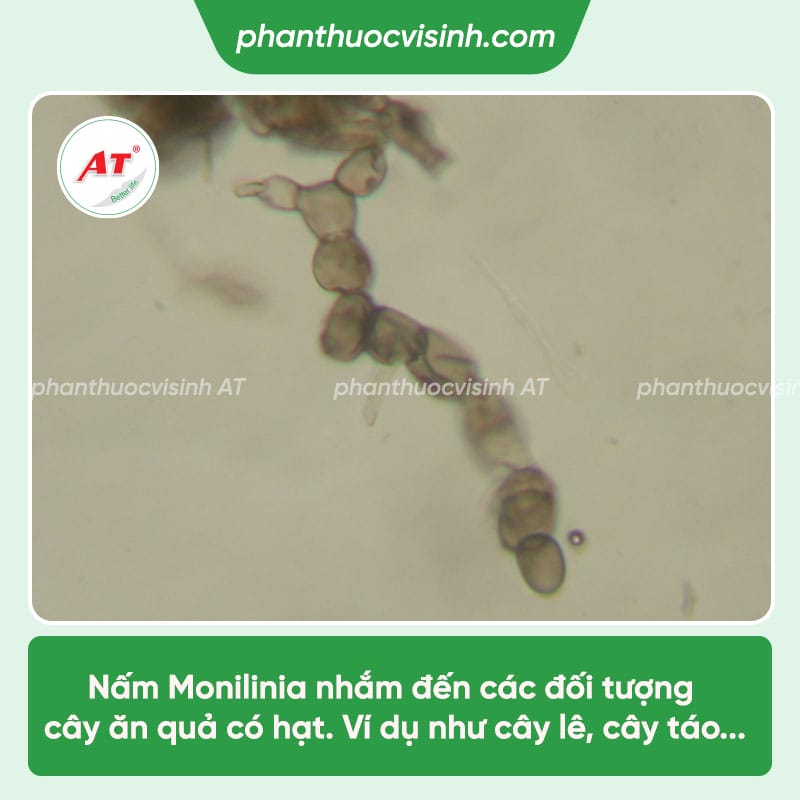 Cách phòng ngừa bệnh thối trái lê an toàn, hiệu quả