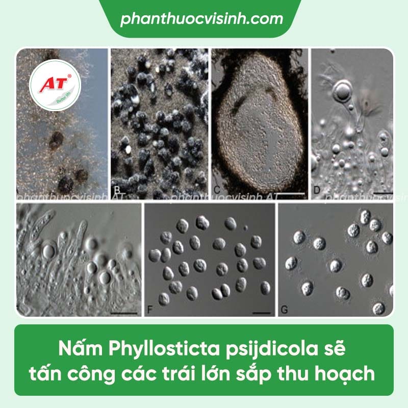 Ổi bị thối trái gây ra những tác hại gì và cách điều trị