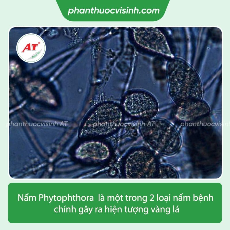 Tìm hiểu nguyên nhân cây táo bị vàng lá và cách khắc phục