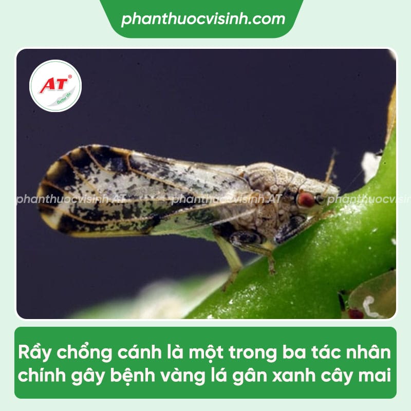 Cách xử lý triệt để bệnh sương mai trên hoa la