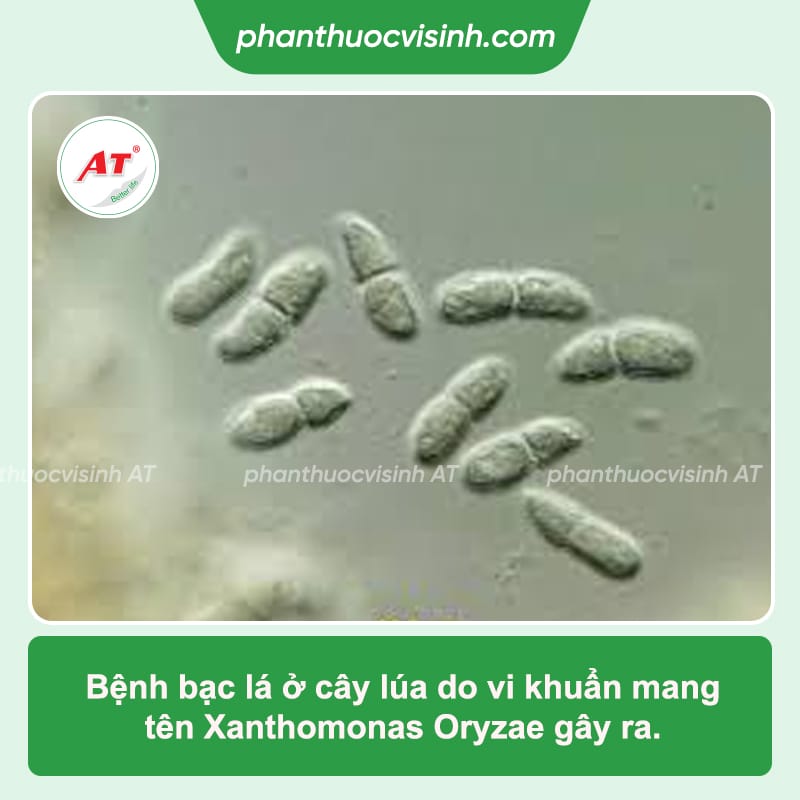Bệnh bạc lá lúa: Phòng trừ hiệu quả, an toàn