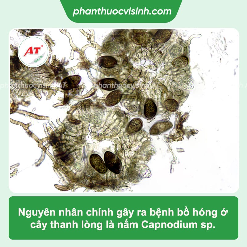 Bệnh bồ hóng trên thanh long: Cách phòng trừ dứt điểm