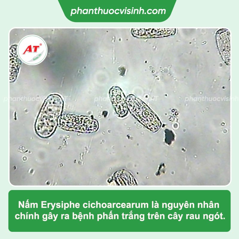 Bệnh phấn trắng trên rau ngót: Cách phòng bệnh và trị dứt điểm