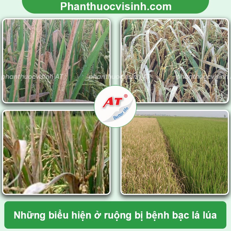 Bệnh bạc lá lúa: Phòng trừ hiệu quả, an toàn