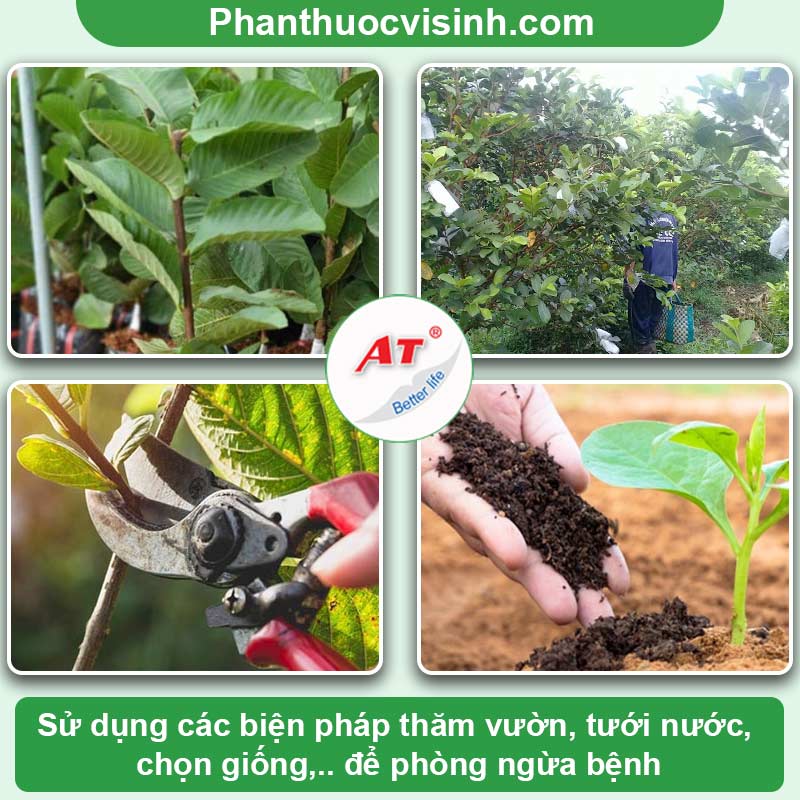 Tìm hiểu về bệnh đốm mắt ếch cây ổi và cách phòng ngừa