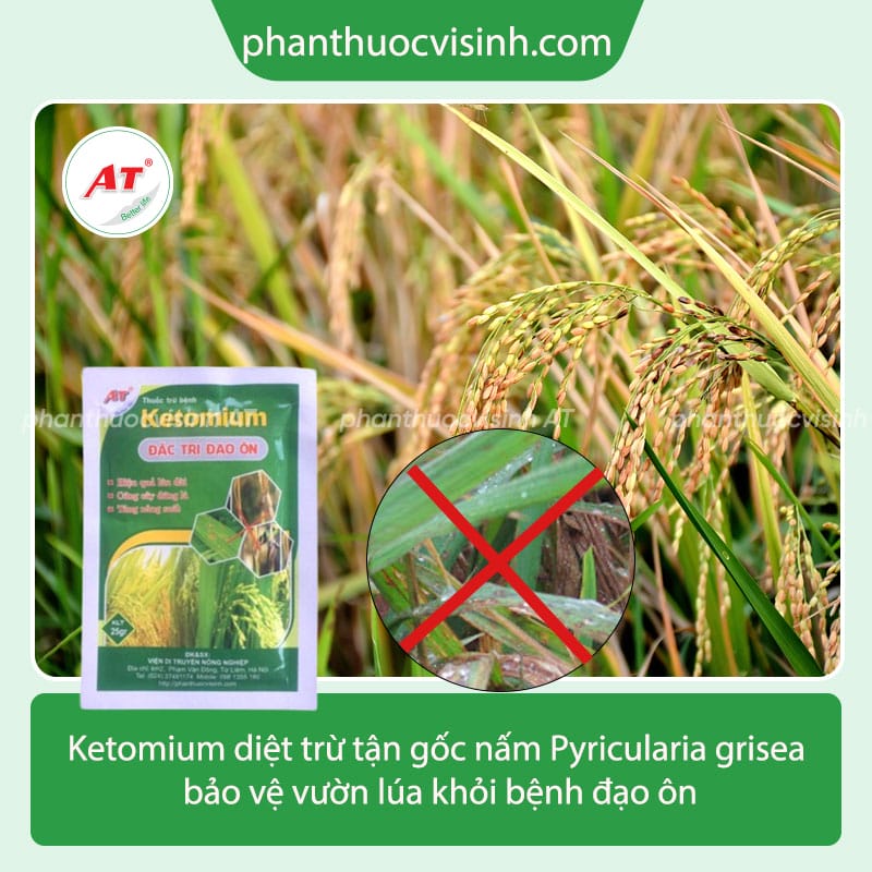 Biện pháp phòng trừ bệnh đạo ôn trên lúa và an toàn cho cây 4 Hướng dẫn nhận biết và phòng trừ bệnh đạo ôn trên lúa