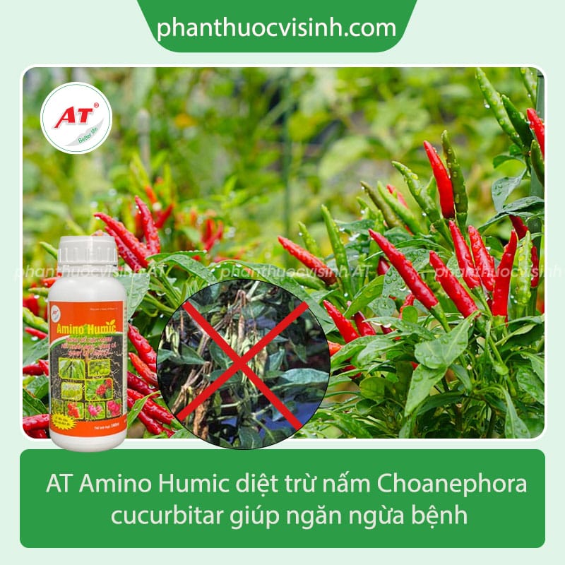 Tìm hiểu bệnh thối đọt non ớt và cách chữa bệnh hiệu quả