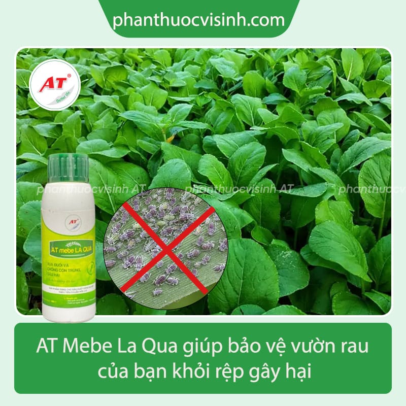 Phương pháp phòng trừ rệp hại rau cải hiệu quả