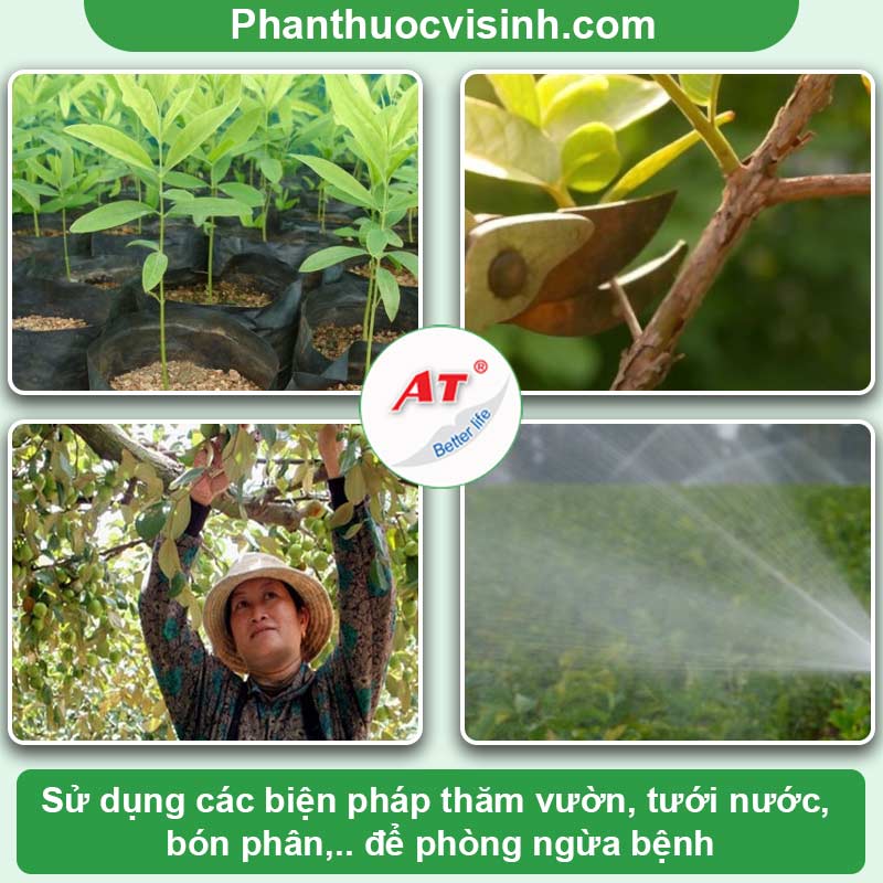 Tìm hiểu sâu ăn quả táo - cách phòng trừ hiệu quả