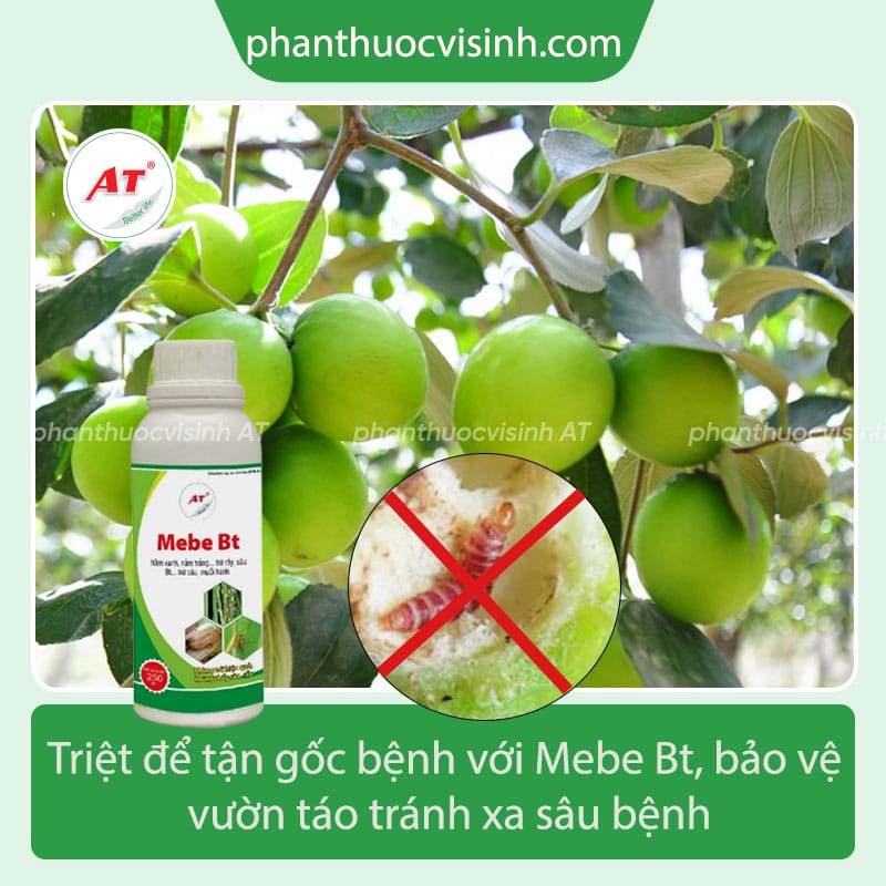 Tìm hiểu sâu ăn quả táo - cách phòng trừ hiệu quả