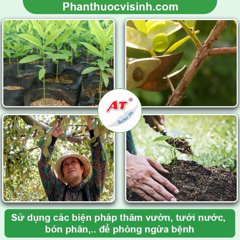 Bệnh rỉ sắt cây táo - cách ngăn ngừa, điều trị hiệu quả