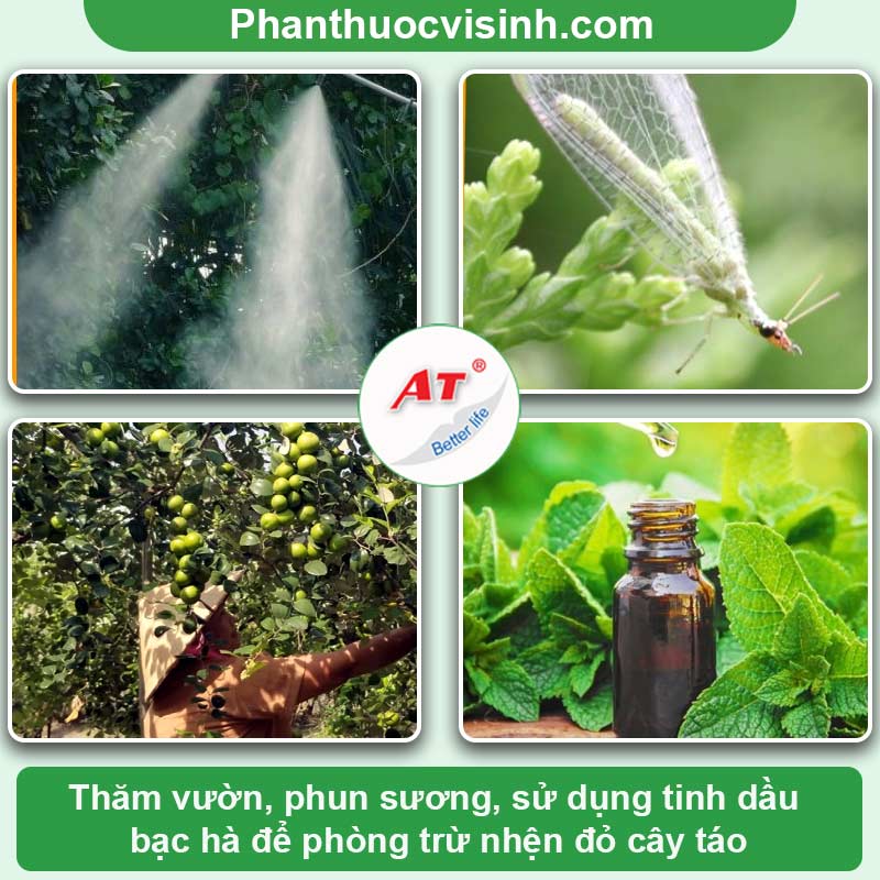 Tìm hiểu bệnh nhện đỏ trên cây táo và cách phòng hiểu quả