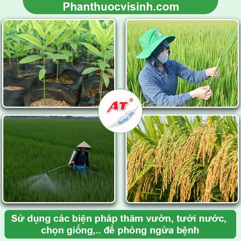 Biện pháp phòng trừ bệnh đạo ôn trên lúa và an toàn cho cây 3 Hướng dẫn nhận biết và phòng trừ bệnh đạo ôn trên lúa
