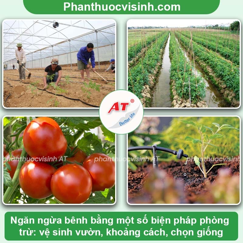 Bệnh đốm lá cà chua: Nguyên nhân và cách phòng trị hiệu quả