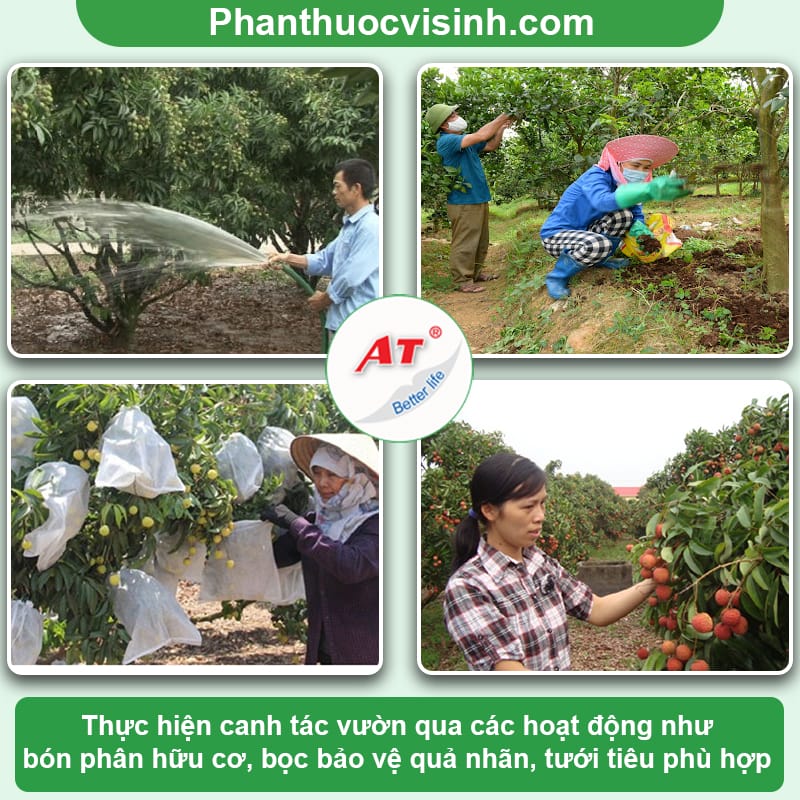 Cách phòng trị bệnh nứt quả vải và nguyên nhân do đâu