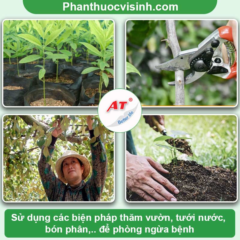 Tìm hiểu nguyên nhân cây táo bị vàng lá và cách khắc phục