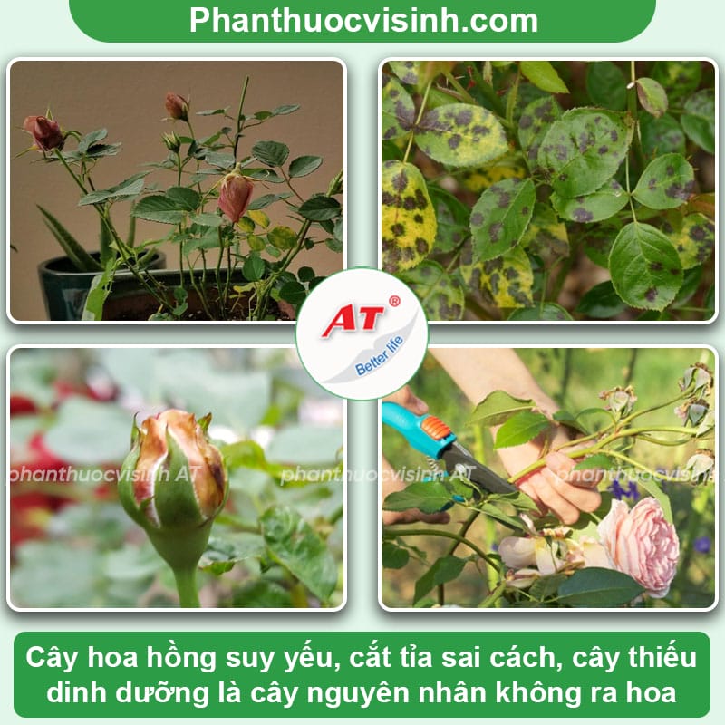 Thuốc kích ra hoa hồng - AT Phân hóa mầm hoa hiệu quả 2 Thuốc kích ra hoa hồng - AT Phân hóa mầm hoa hiệu quả