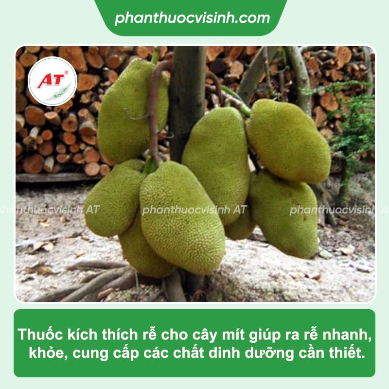 TOP 3 loại thuốc kích rễ cho cây mít hiệu quả, đạt chất lượng