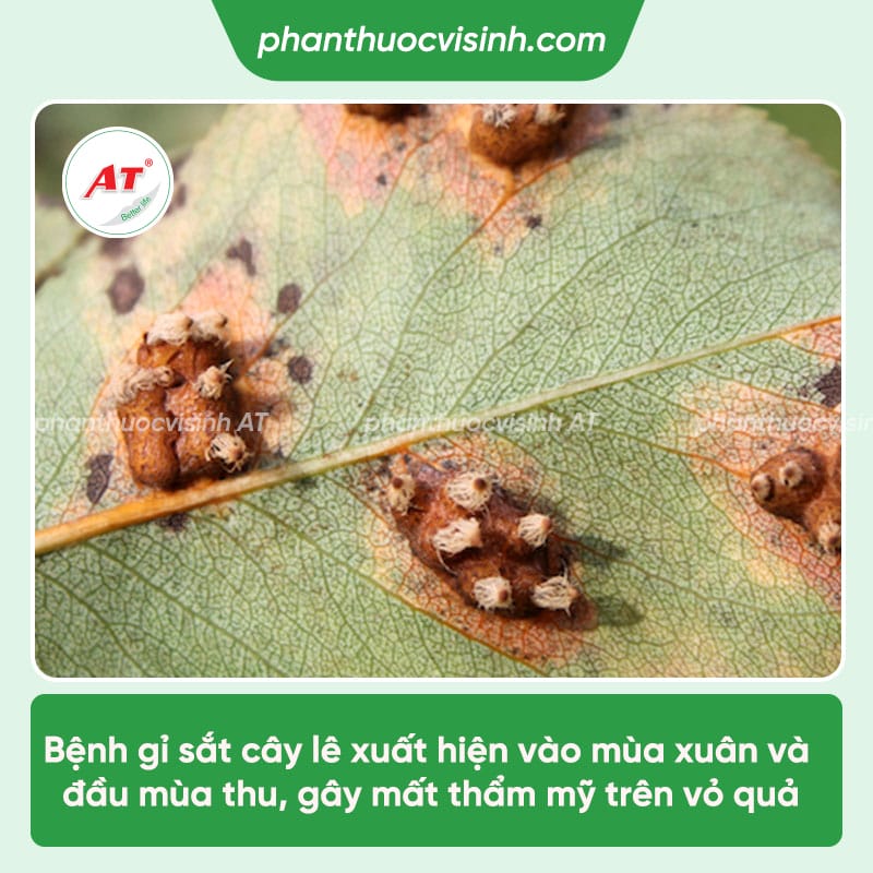 Nhận biết bệnh gỉ sắt cây lê & Cách phòng trừ hiệu quả