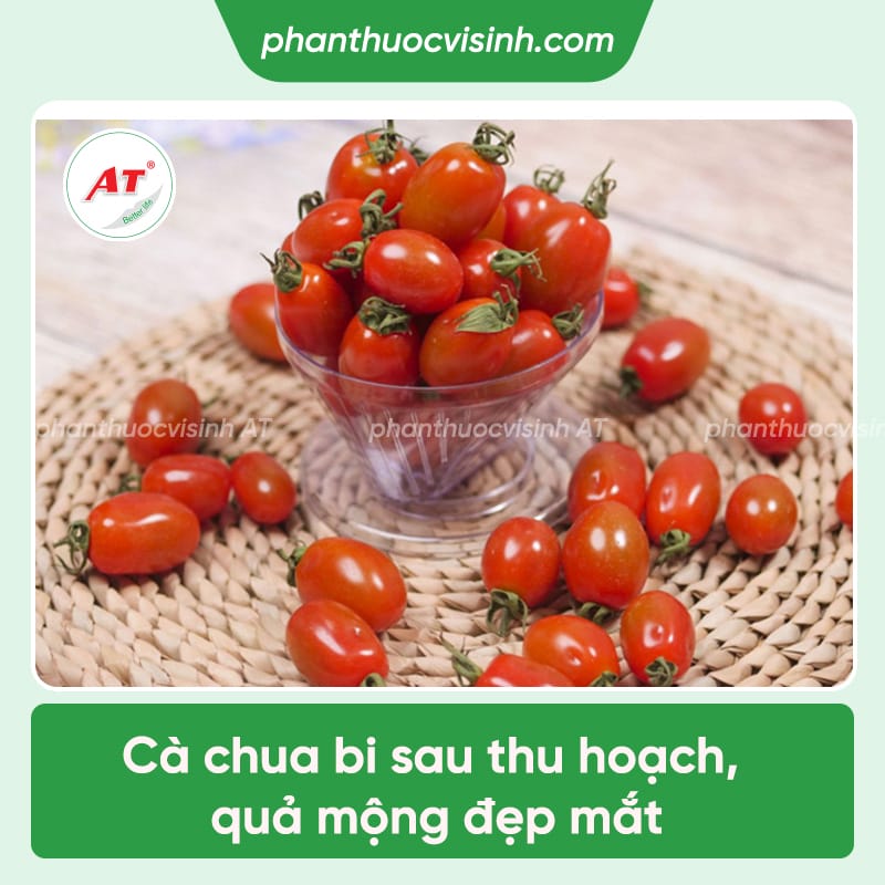 thu hoach bao quan ca chua bi