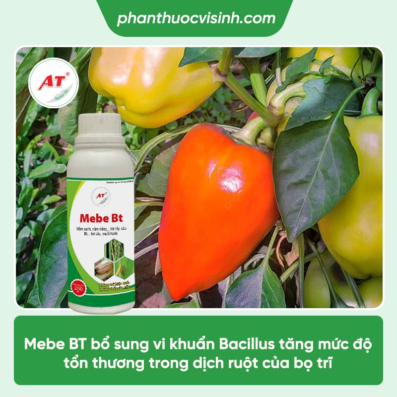 Top 3 thuốc đặc trị bọ trĩ trên cây ớt an toàn, hiệu quả