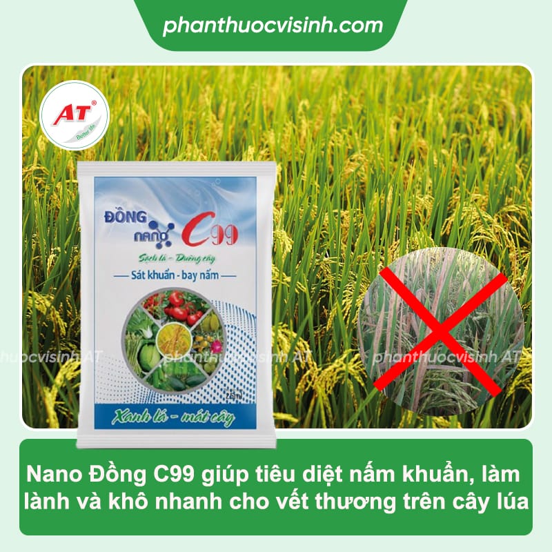 Bệnh bạc lá lúa: Phòng trừ hiệu quả, an toàn