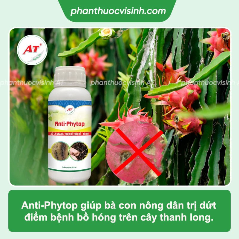 Bệnh bồ hóng trên thanh long: Cách phòng trừ dứt điểm