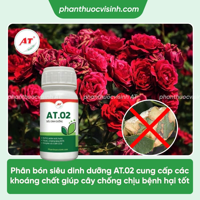 thuoc dac tri benh chay la hoa hong at02 sieu dinh duong