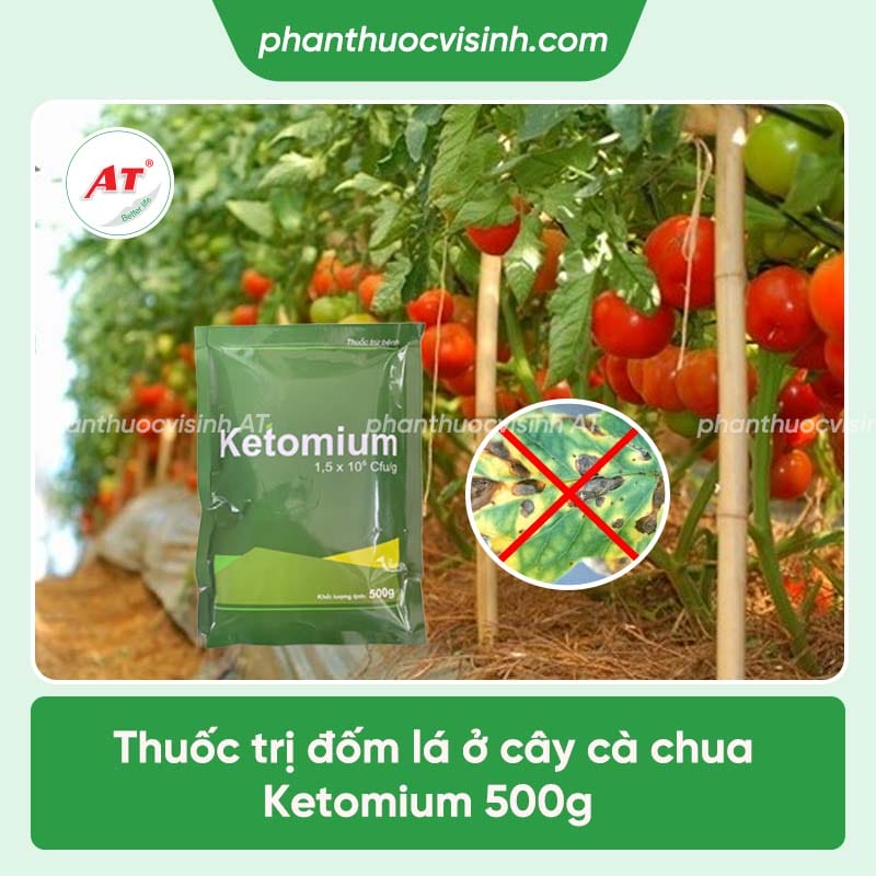 Bệnh đốm lá cà chua: Nguyên nhân và cách phòng trị hiệu quả
