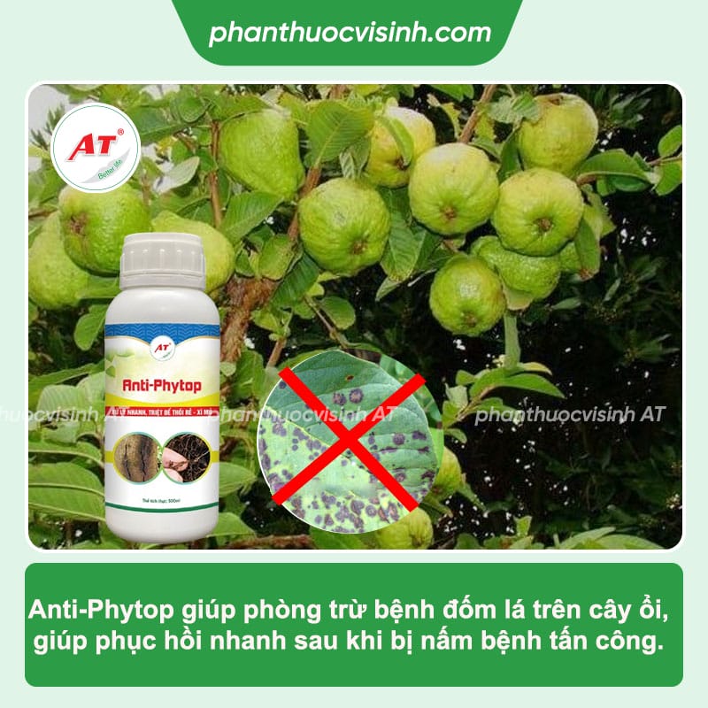 Bệnh đốm lá trên cây ổi: Dấu hiệu và cách phòng trừ triệt để