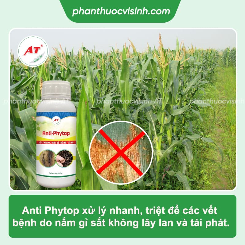 Biện pháp phòng trị bệnh gỉ sắt ngô tận gốc