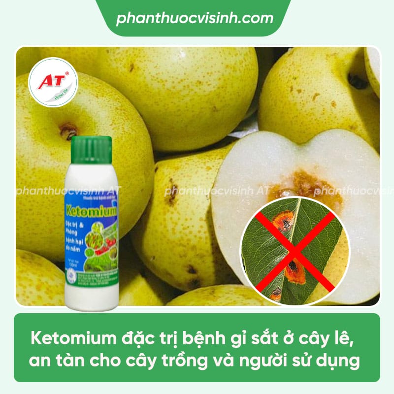 Nhận biết bệnh gỉ sắt cây lê & Cách phòng trừ hiệu quả