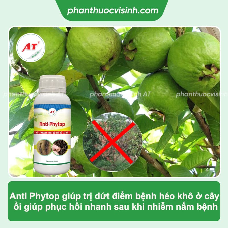 Bệnh héo khô cây ổi: Nguyên nhân và các biện pháp phòng trừ
