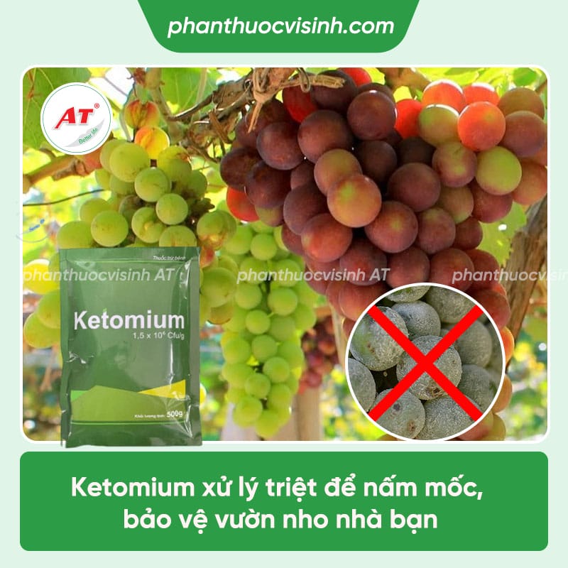 Cách phòng trị bệnh mốc sương dứt điểm & Nguyên nhân