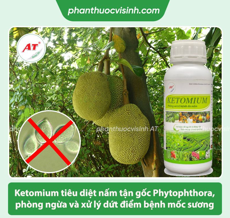 Bệnh mốc sương cây mít và cách phòng trừ, điều trị hiệu quả