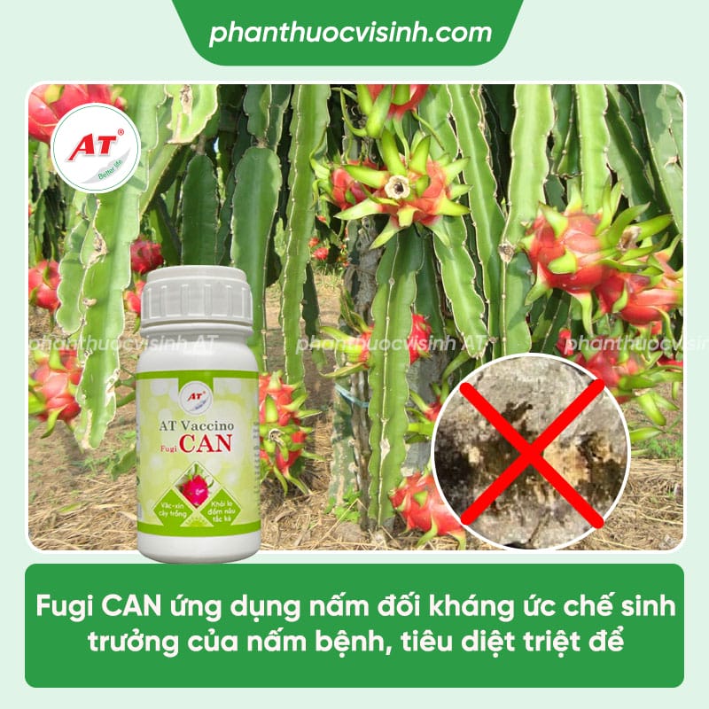 Bệnh nám cành thanh long: Nguyên nhân & Cách điều trị