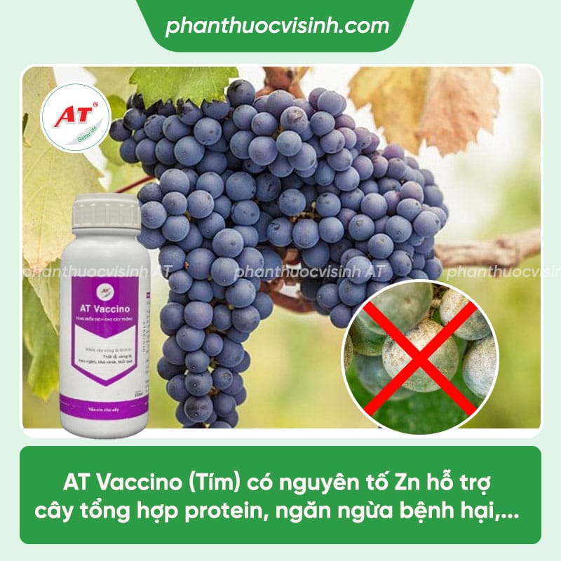 Bệnh phấn trắng nho: Nguyên nhân & Cách phòng ngừa hiệu quả