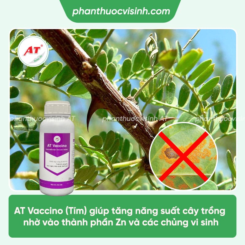 Nguyên nhân bệnh rỉ sắt trên cây keo & Cách phòng trừ hiệu quả